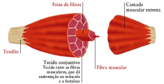 Imagem do interior de um m&uacute;sculo.